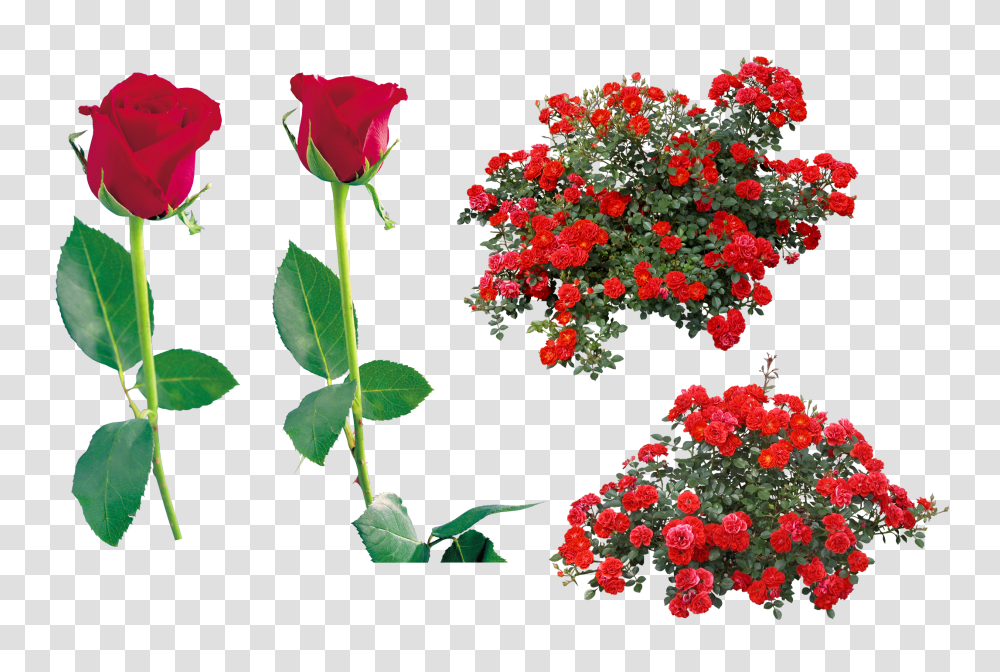 Red Rose Image Flower Bush Top View, Plant, Blossom, Geranium, Petal Transparent Png