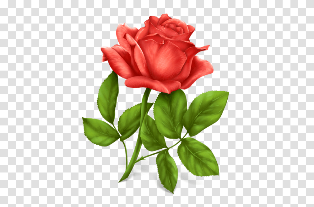 Red Rose Image Flower Photo Download, Plant, Blossom, Petal, Carnation Transparent Png