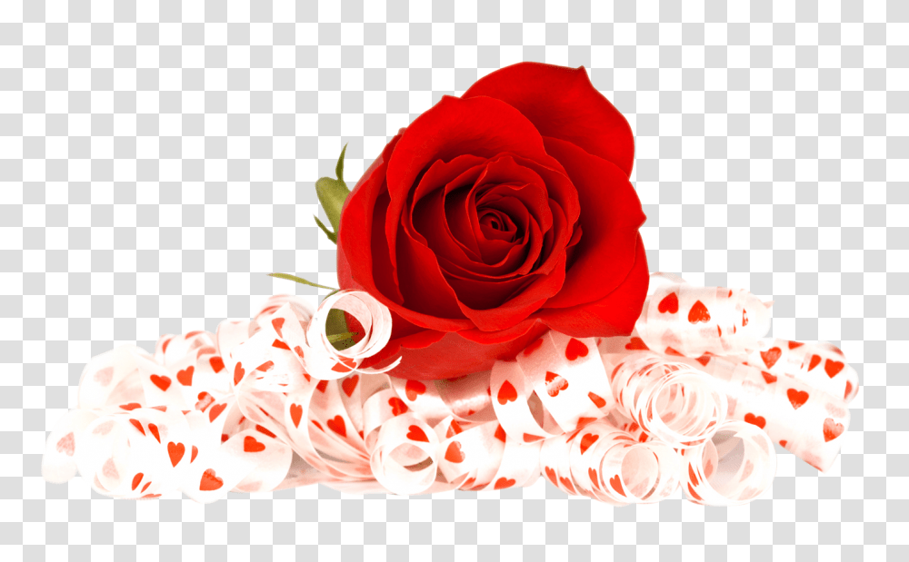 Red Rose Image, Flower, Plant, Blossom Transparent Png