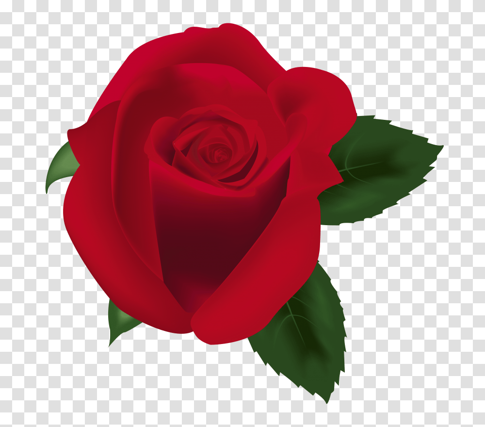 Red Rose Image, Flower, Plant, Blossom, Petal Transparent Png