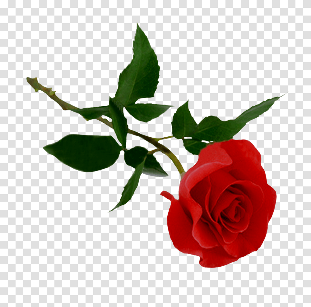 Red Rose Image, Flower, Plant, Blossom, Petal Transparent Png