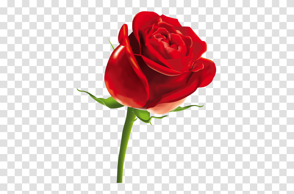 Red Rose Image, Flower, Plant, Blossom Transparent Png