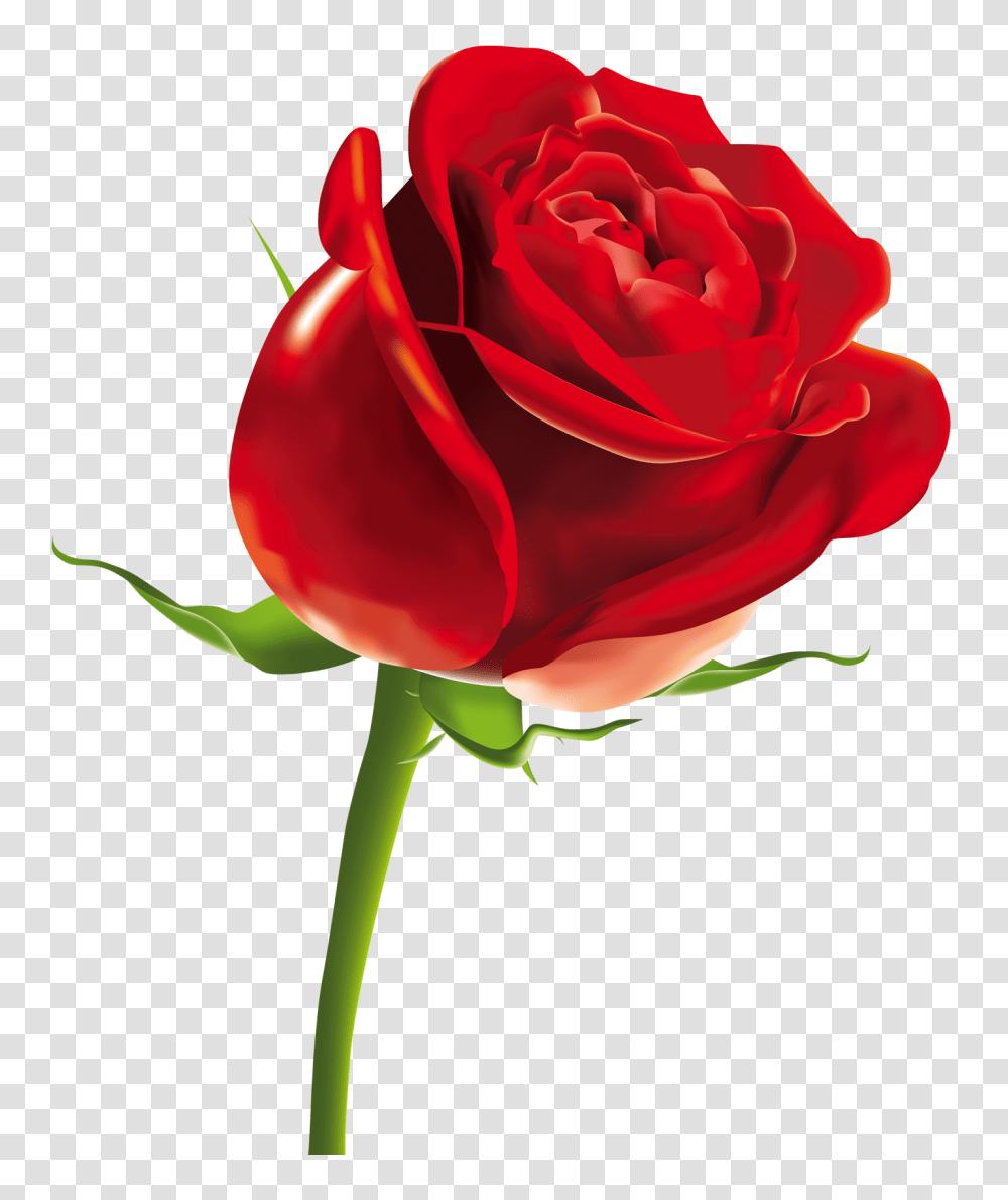 Red Rose Image, Flower, Plant, Blossom Transparent Png