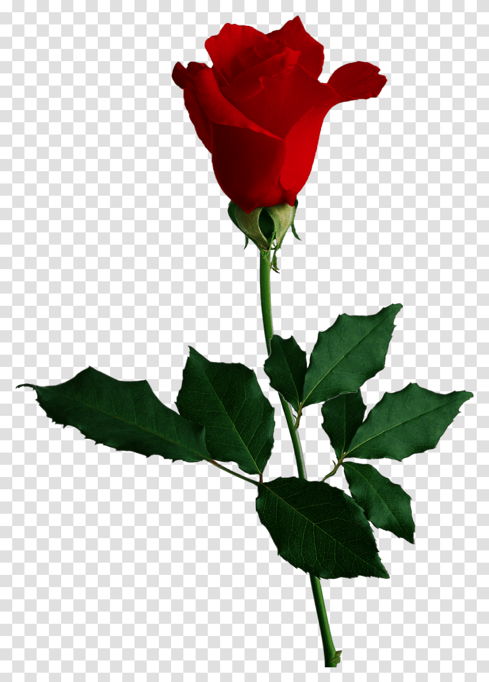 Red Rose Image Flower Red Rose No Background, Plant, Blossom, Acanthaceae Transparent Png