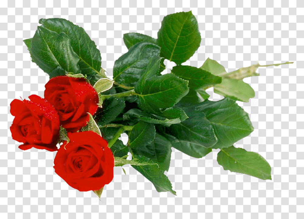 Red Rose Image Flowers Of Bunch Background, Plant, Blossom, Honey Bee, Insect Transparent Png
