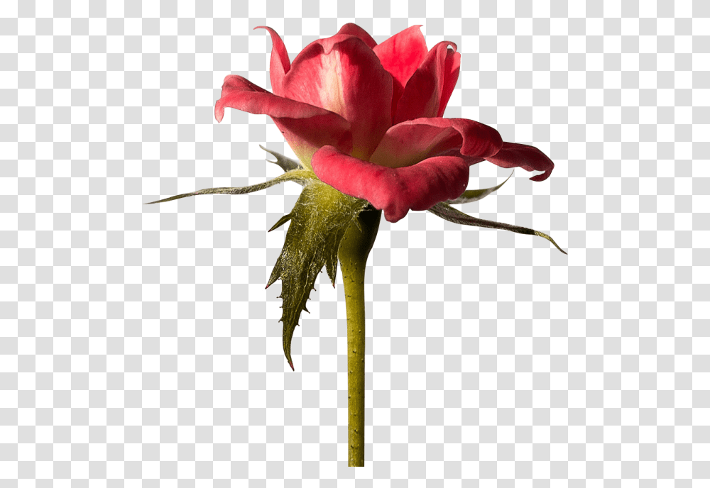 Red Rose Image Free Download Searchpng Best Line For Rose, Flower, Plant, Blossom Transparent Png