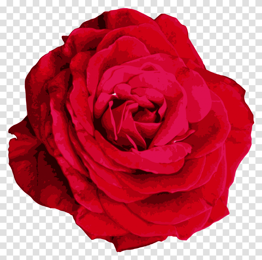 Red Rose Image Hybrid Tea Rose, Flower, Plant, Blossom, Petal Transparent Png