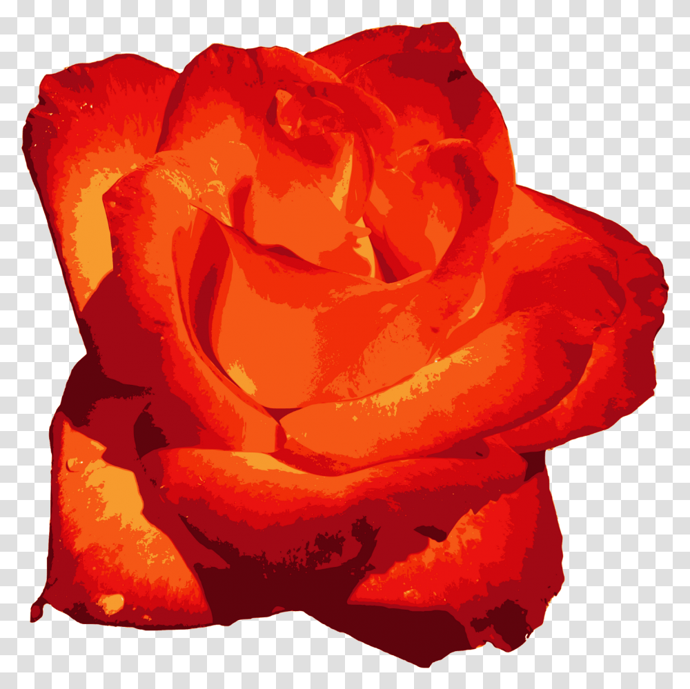 Red Rose Image Rose, Flower, Plant, Blossom, Petal Transparent Png