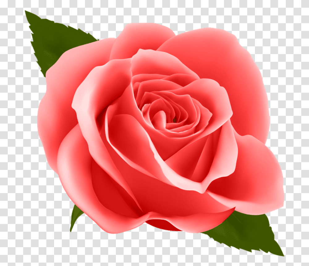 Red Rose Images Background Blue Rose Clipart, Flower, Plant, Blossom, Petal Transparent Png