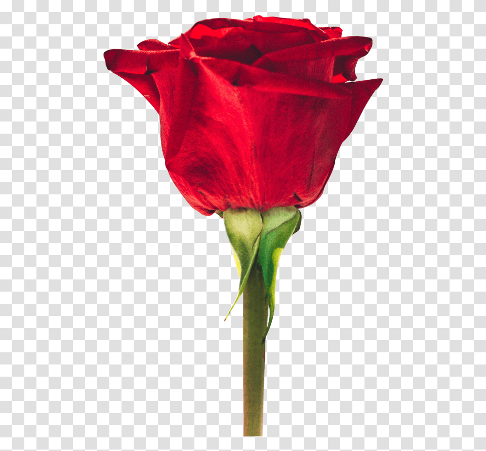 Red Rose Images Download, Plant, Flower, Blossom, Petal Transparent Png