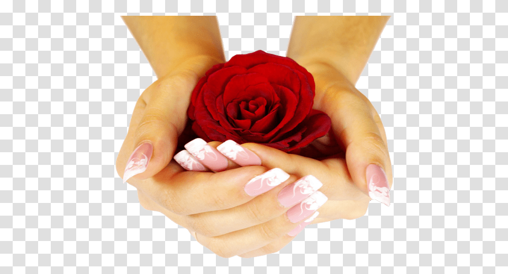 Red Rose In My Hand, Person, Human, Manicure, Nail Transparent Png
