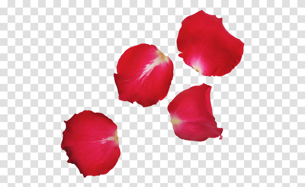 Red Rose Leaf, Petal, Flower, Plant, Blossom Transparent Png