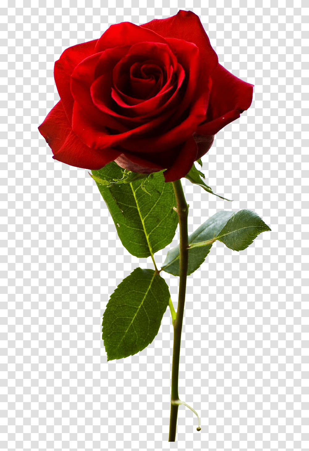 Red Rose Of Rose Propose, Flower, Plant, Blossom Transparent Png