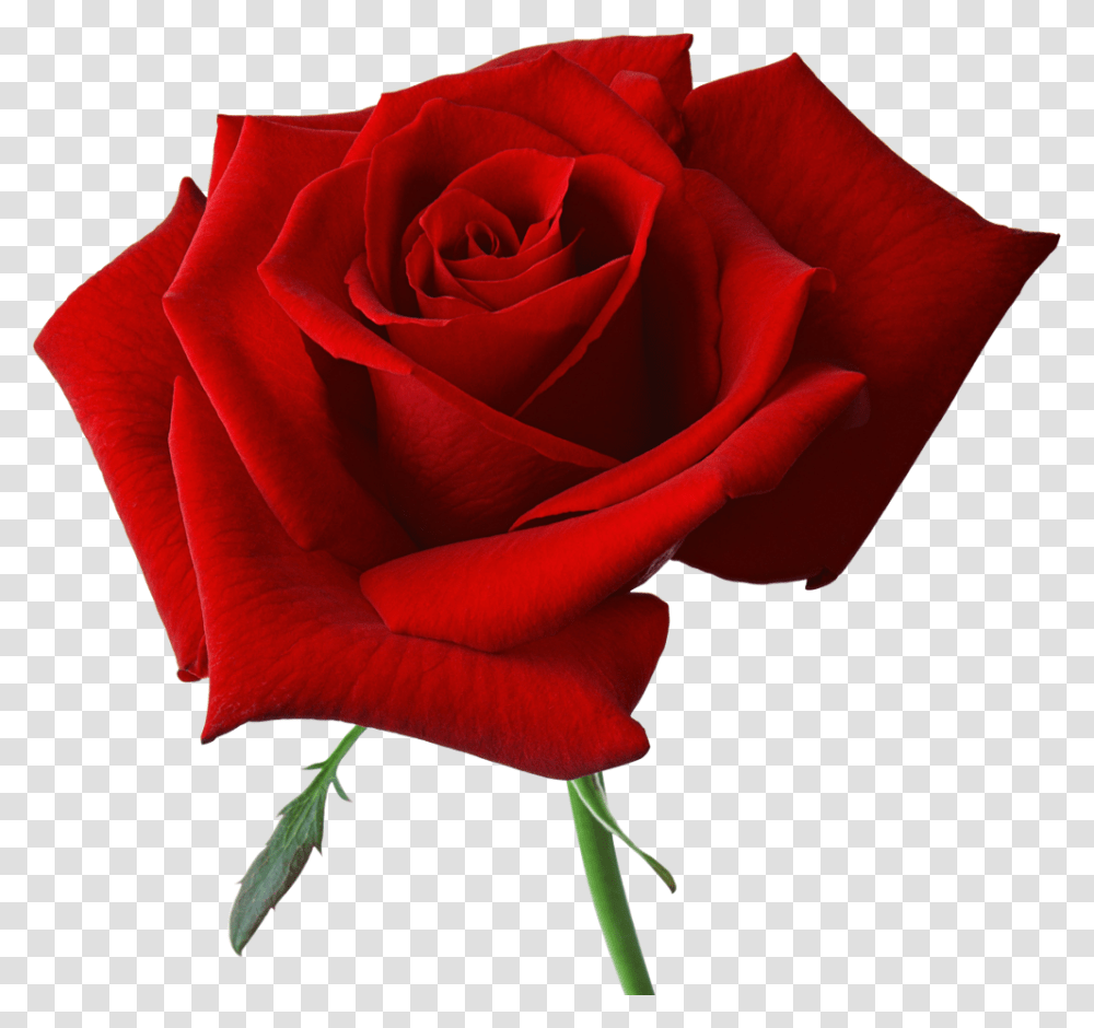Red Rose On Background, Flower, Plant, Blossom, Petal Transparent Png