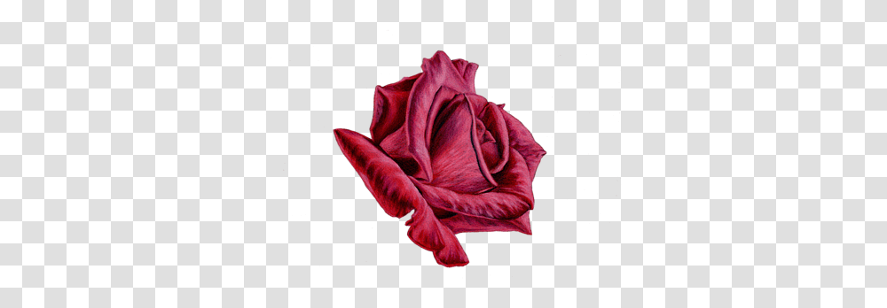 Red Rose On Black, Plant, Flower, Blossom, Petal Transparent Png