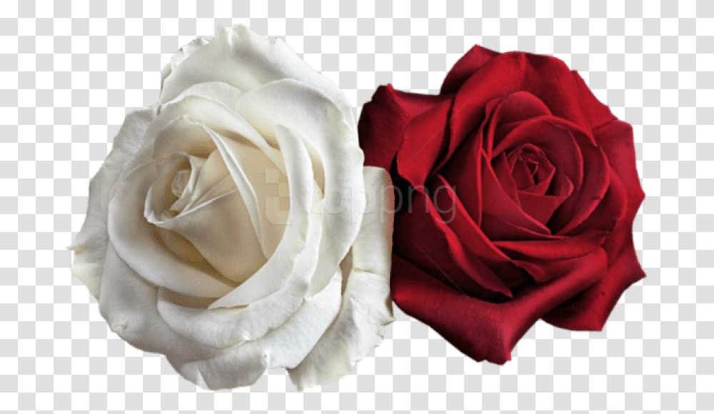 Red Rose On, Flower, Plant, Blossom, Petal Transparent Png