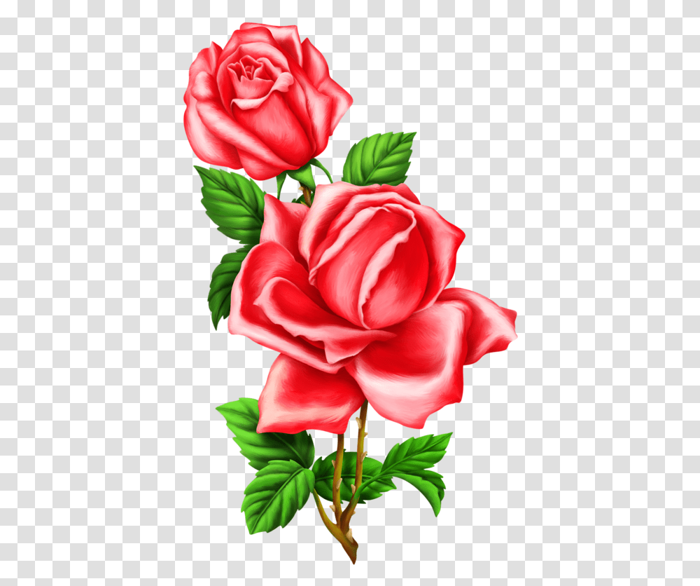 Red Rose Pencil Draw, Plant, Flower, Blossom, Petal Transparent Png