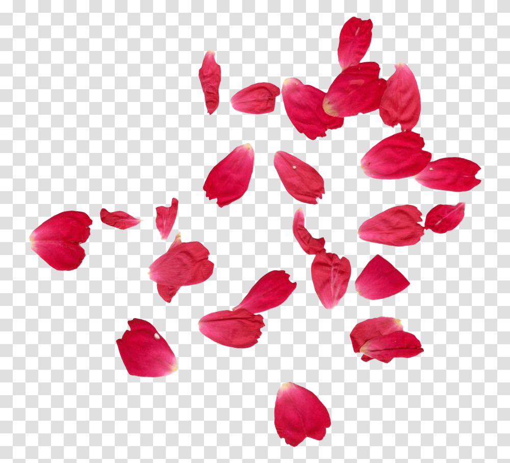 Red Rose Petals Images Rose Petals Falling, Flower, Plant, Blossom Transparent Png