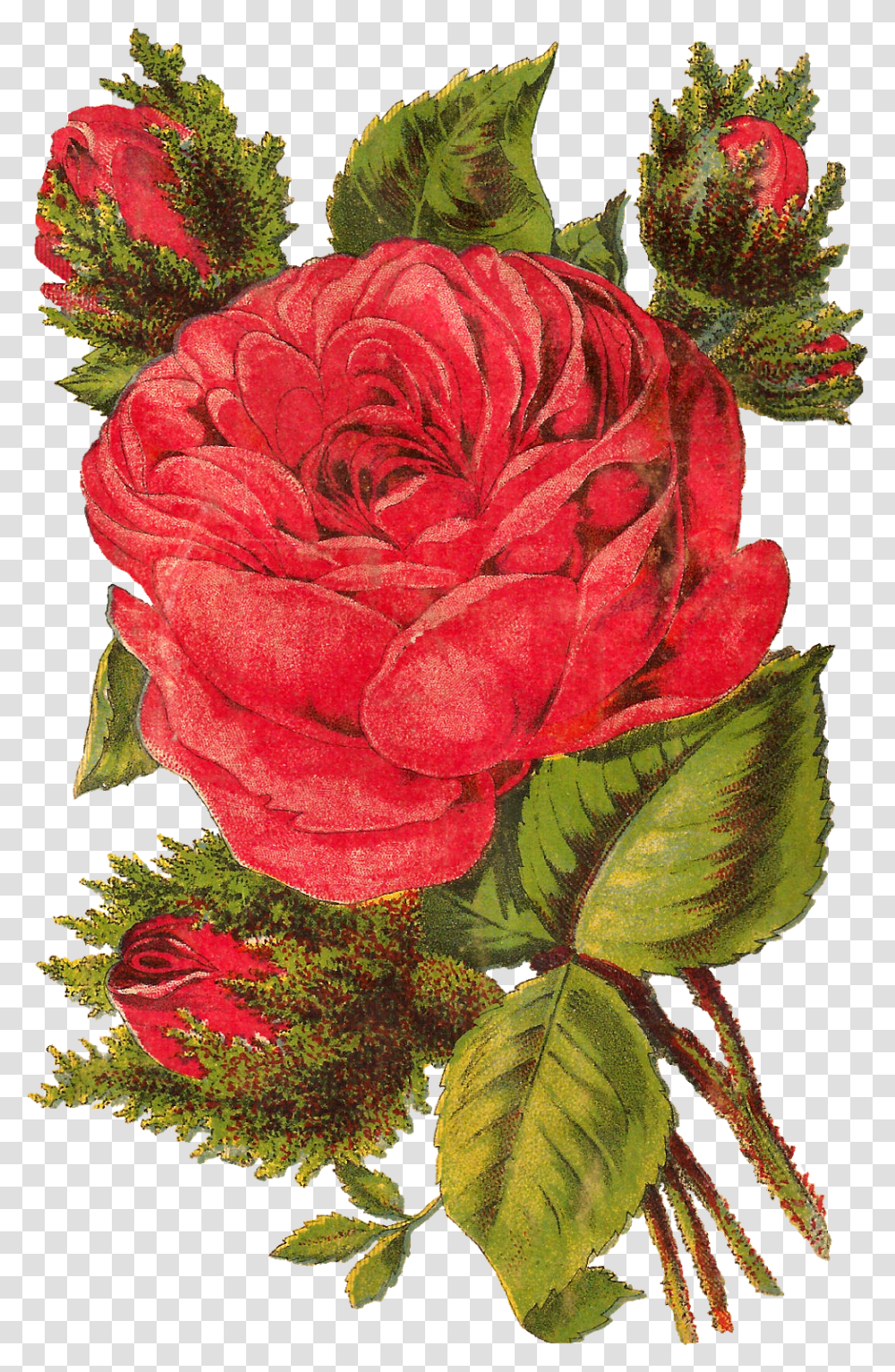 Red Rose Photo Download, Plant, Flower, Blossom, Geranium Transparent Png