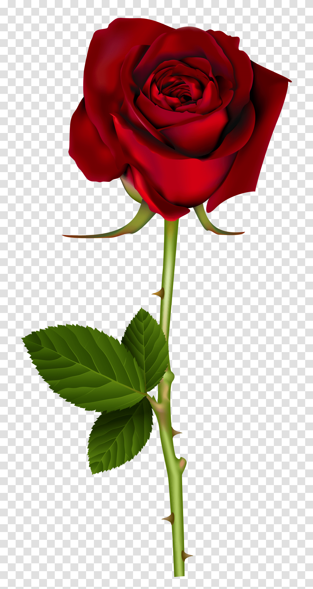 Red Rose, Plant, Flower, Blossom, Petal Transparent Png