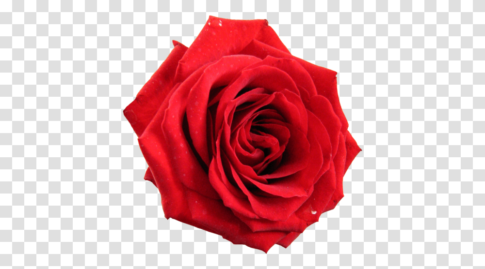 Red Rose Rose, Flower, Plant, Blossom Transparent Png