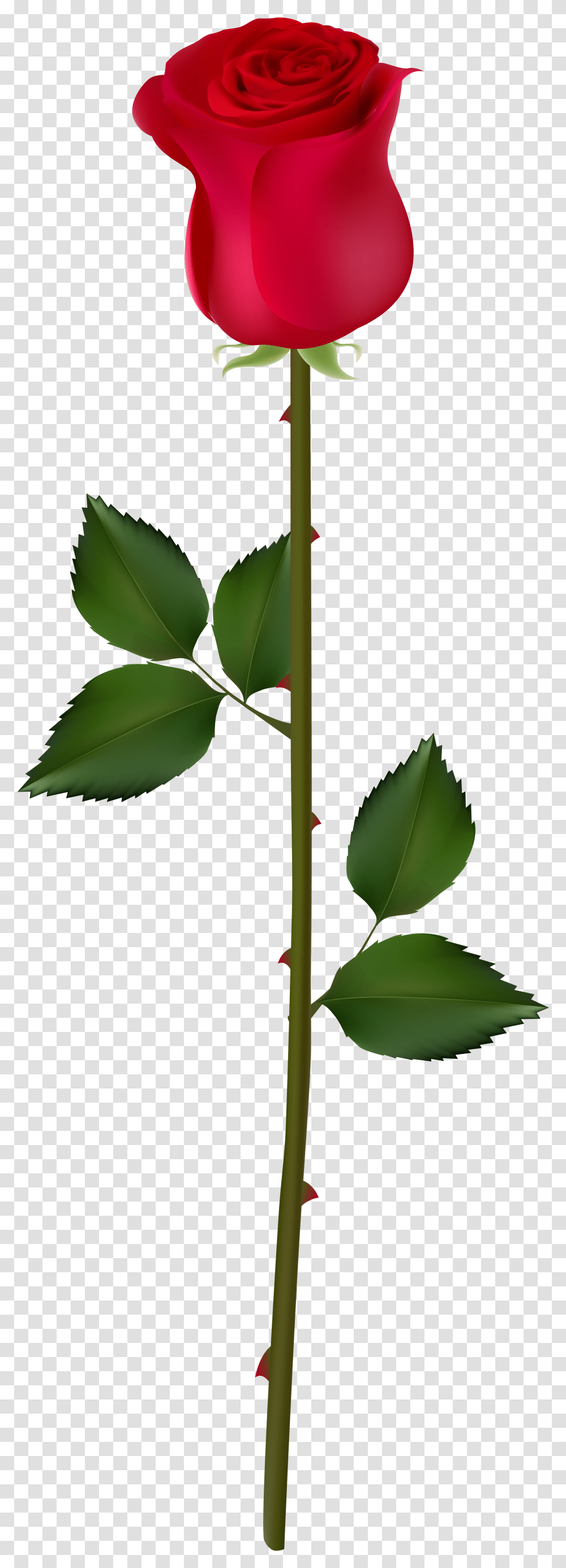 Red Rose Rose For Picsart, Leaf, Plant, Green, Annonaceae Transparent Png