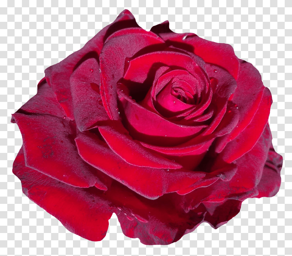 Red Rose Rose Transparent Png