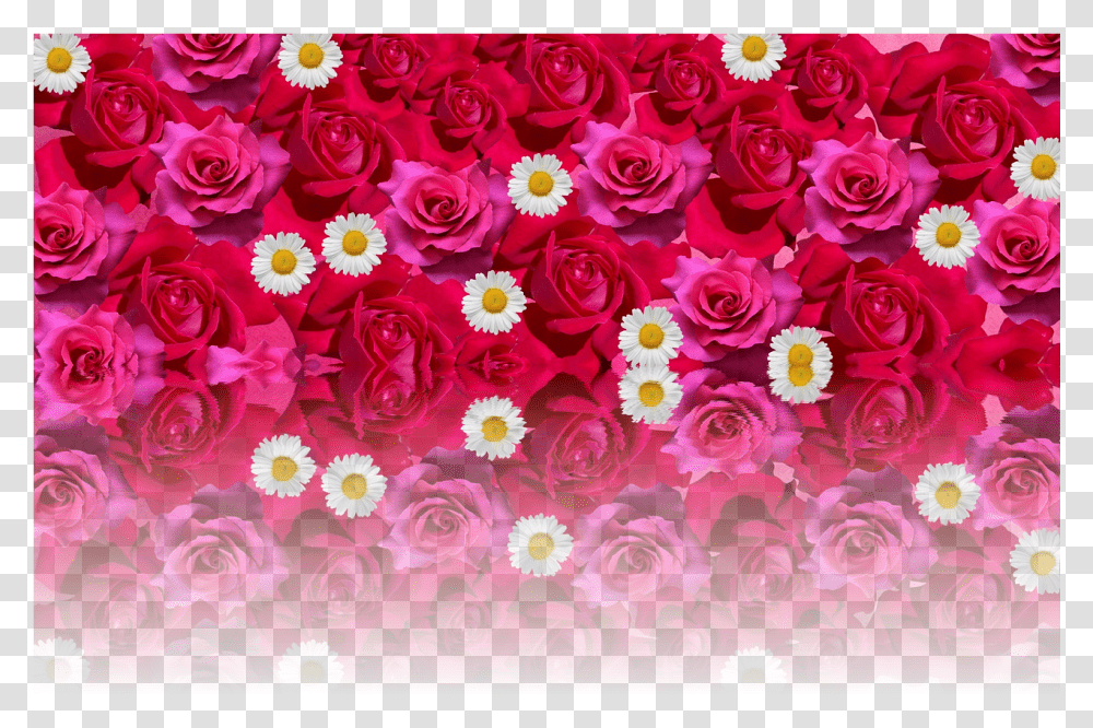 Red Rose Roses Love Romantic Red Rose Image Love Romantic Rose Flower, Floral Design, Pattern Transparent Png