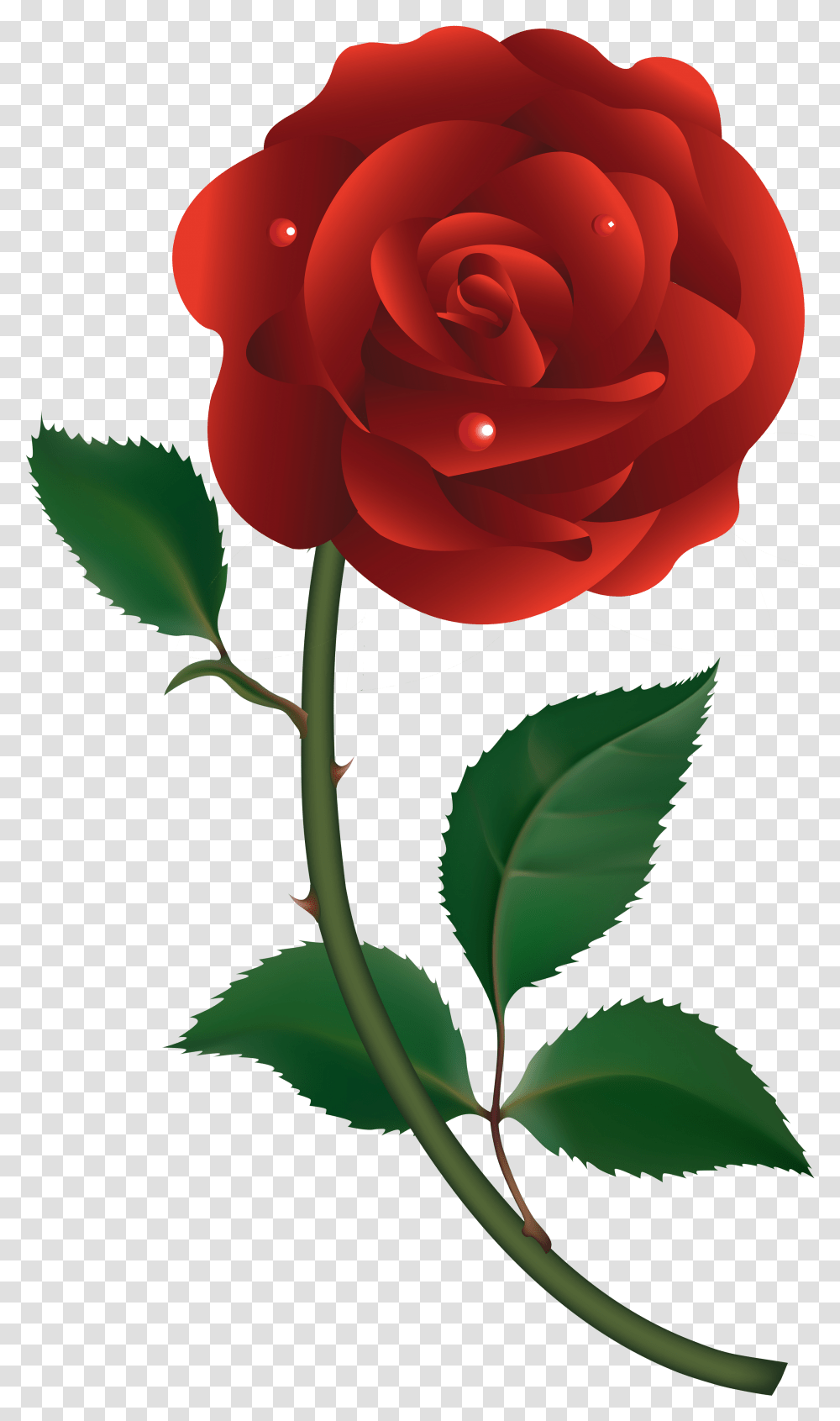Red Rose Vector Transparent Png