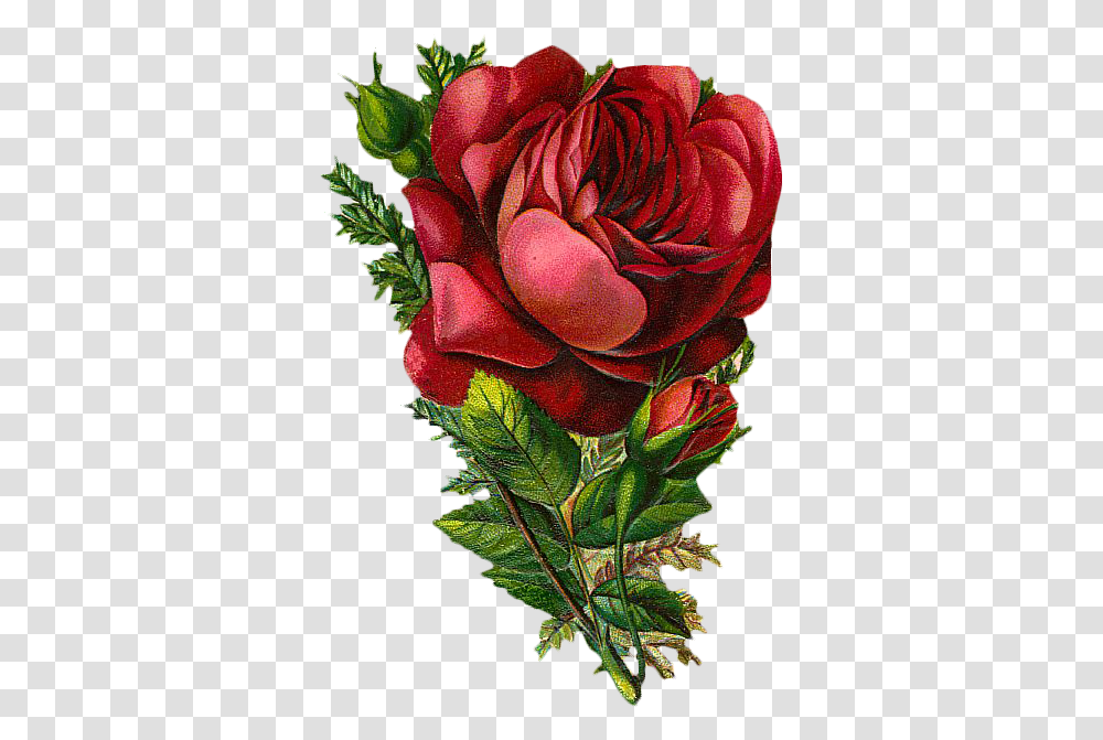 Red Rose Vintage, Plant, Flower, Blossom, Flower Arrangement Transparent Png