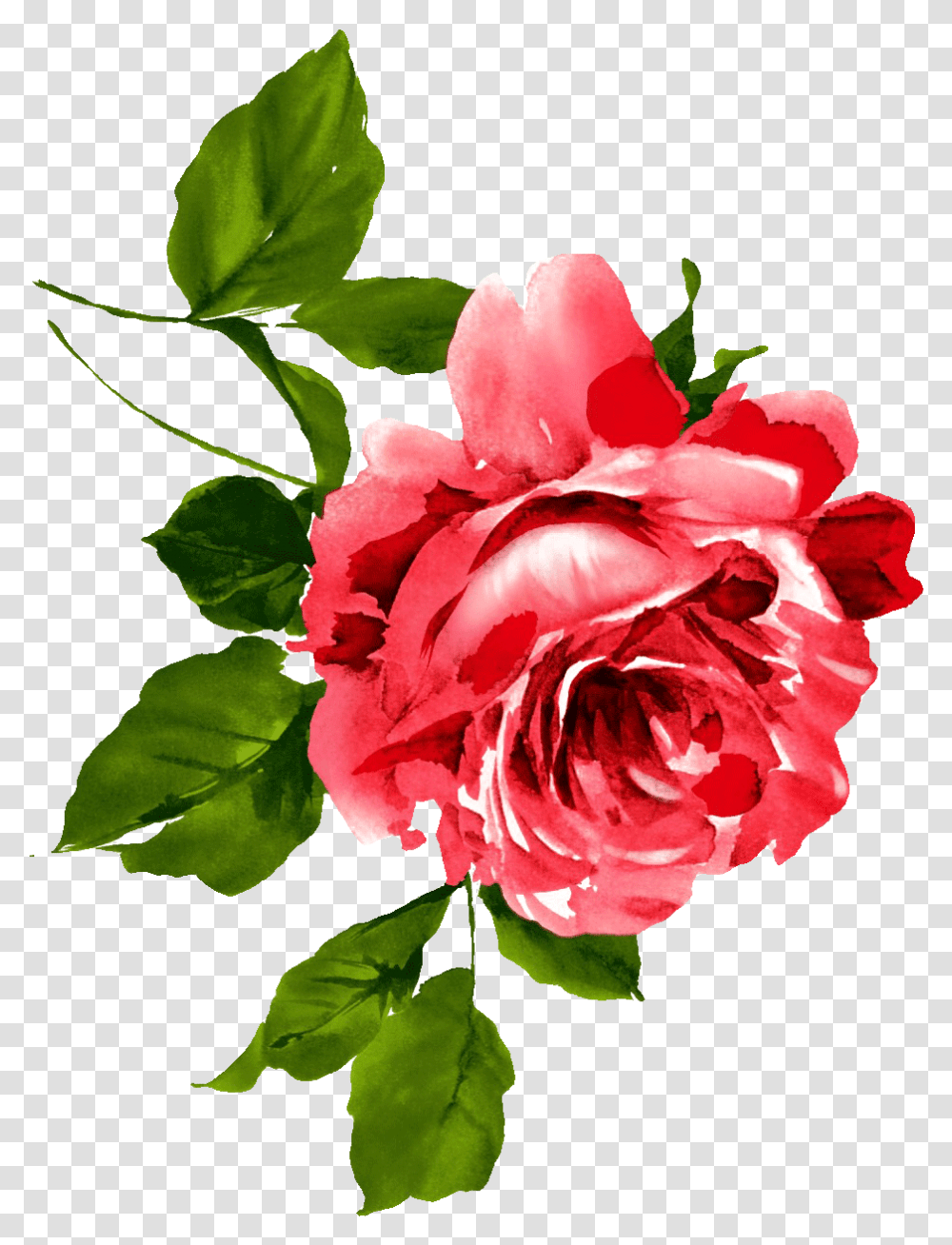 Red Rose Watercolor Painting, Plant, Flower, Blossom, Carnation Transparent Png