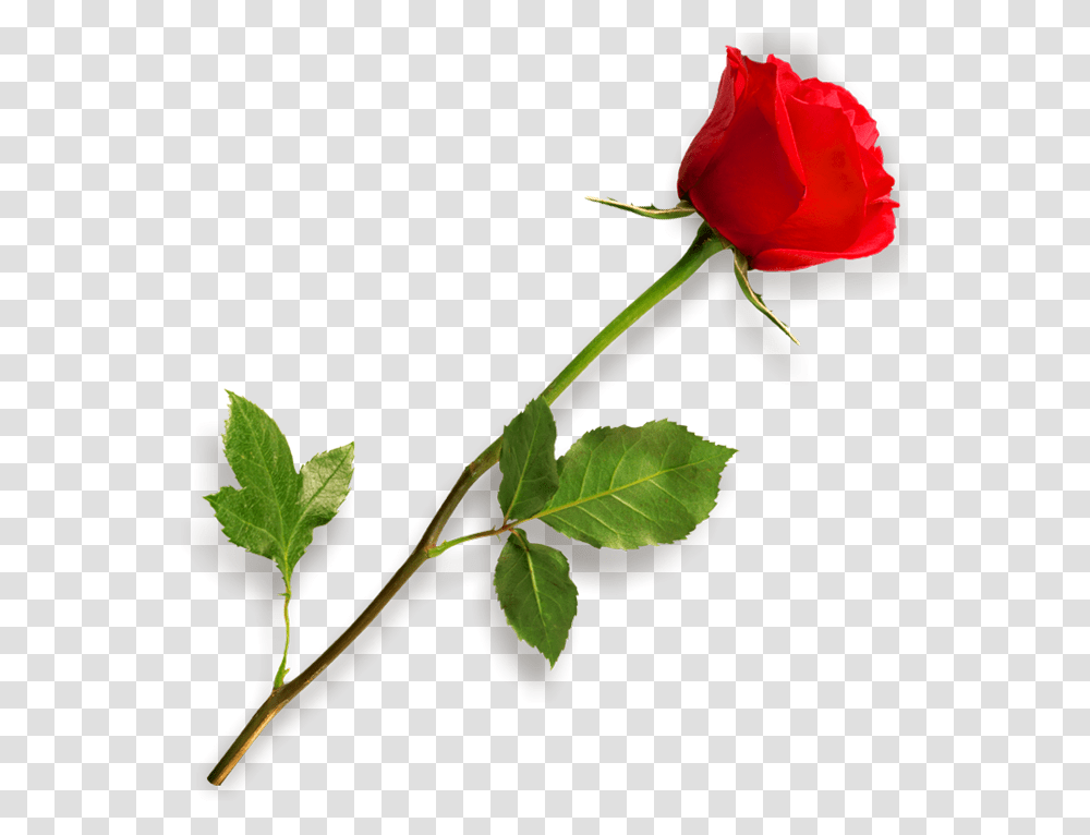 Red Rose With Leaf Picsart Effect Download, Flower, Plant, Blossom, Petal Transparent Png