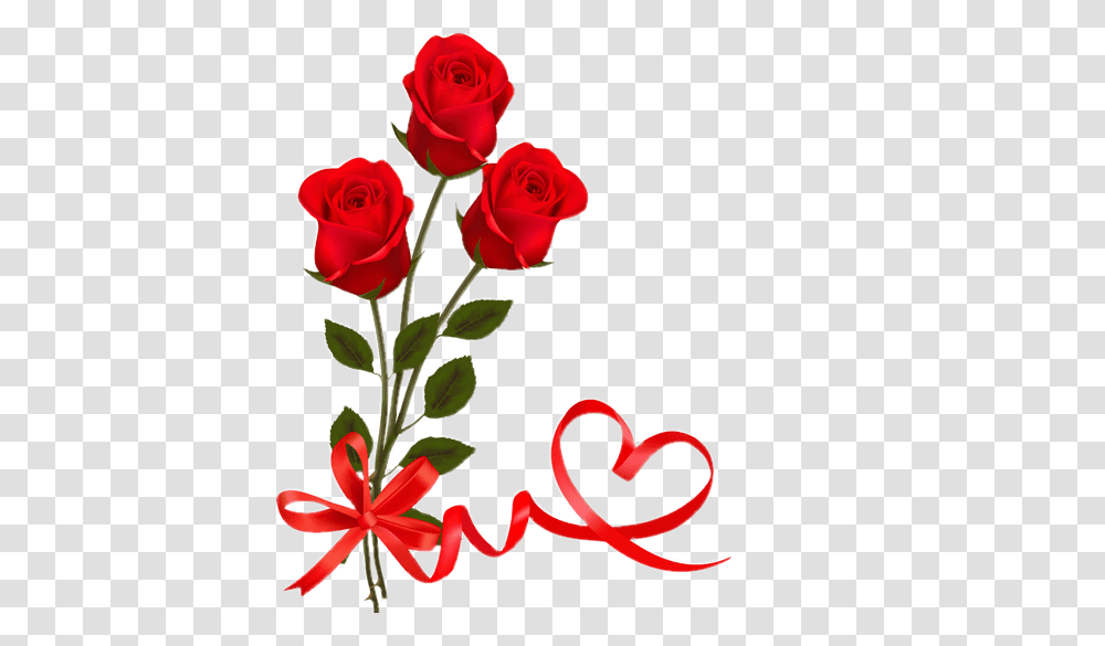 Red Rose With Ribbon Valentine Day Valentine Day Red Rose, Flower, Plant, Blossom, Floral Design Transparent Png