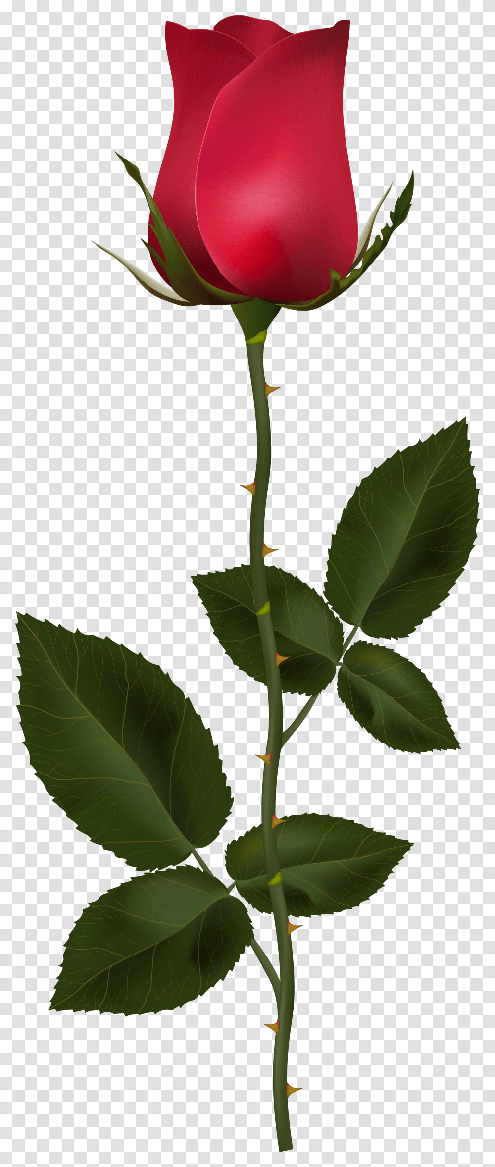 Red Rose With Stem Clip Art Image Gallery Yopriceville High Quality Rose With Stem, Leaf, Plant, Flower, Blossom Transparent Png