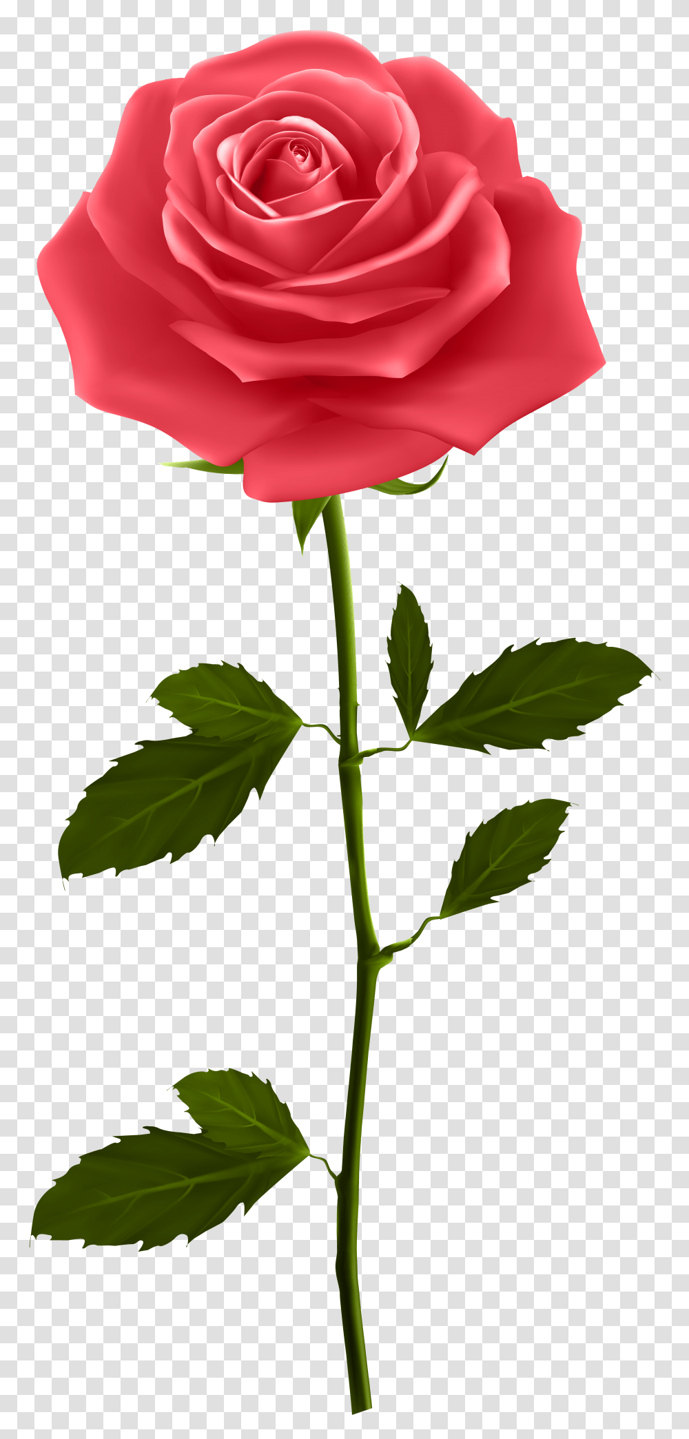 Red Rose With Stem Clip, Flower, Plant, Blossom, Green Transparent Png