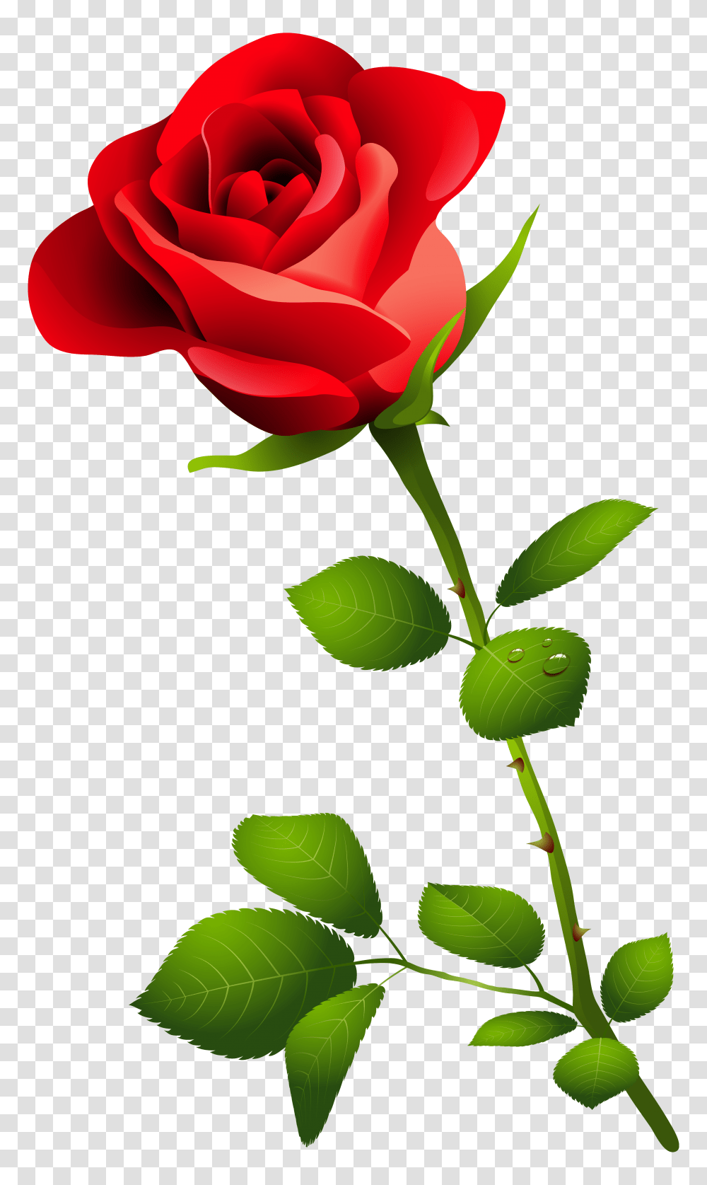 Red Rose With Stem Clipart, Plant, Flower, Blossom, Leaf Transparent Png