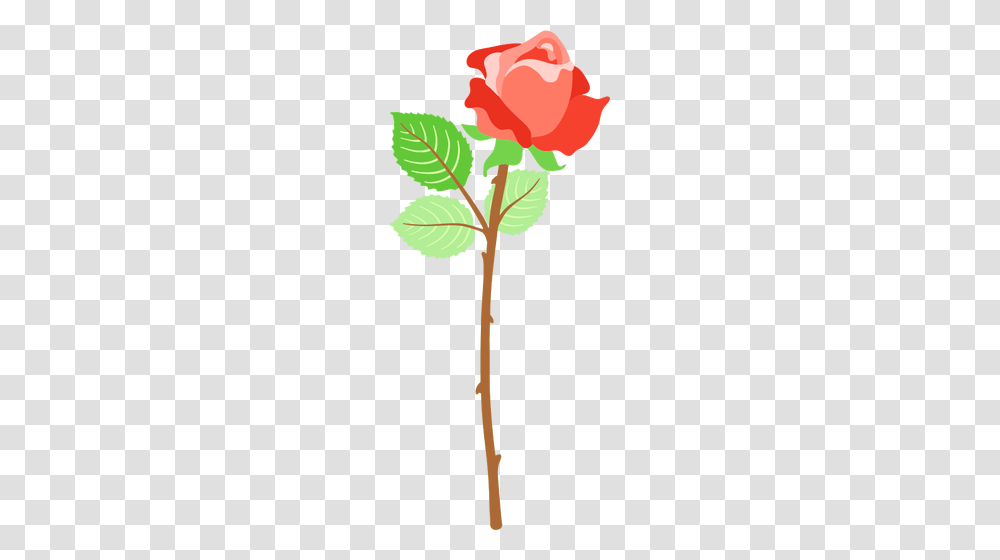 Red Rose With Thorns, Plant, Leaf, Tree, Flower Transparent Png