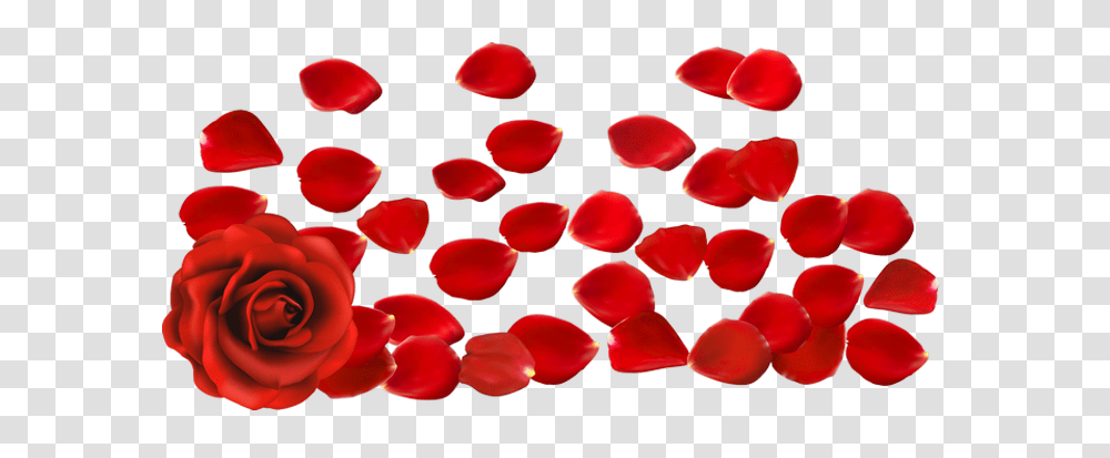 Red Roseflowerfreepngtransparentimagesfreedownload Rose Petals Hd, Plant, Blossom Transparent Png