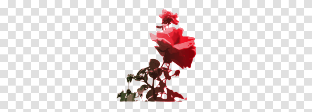 Red Roses Blooming Clip Art, Plant, Flower, Blossom Transparent Png