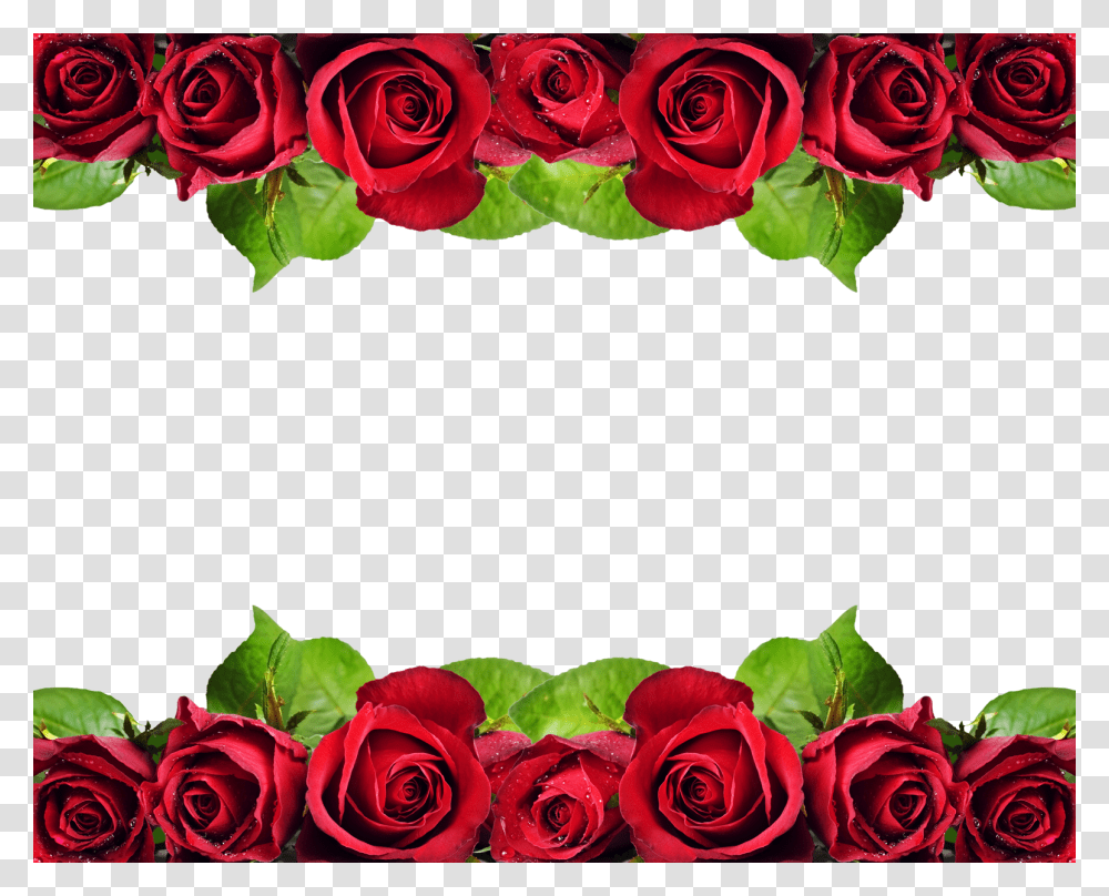 Red Roses Border Design, Plant, Flower, Blossom, Flower Bouquet Transparent Png