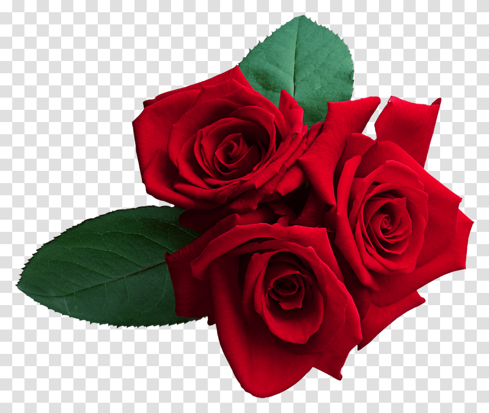 Red Roses Clipart Download Red Rose, Flower, Plant, Blossom, Flower Arrangement Transparent Png