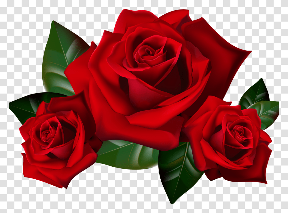 Red Roses Clipart, Flower, Plant, Blossom, Petal Transparent Png