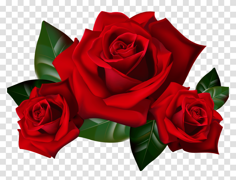 Red Roses Clipart Picture Hd Desktop Wallpaper Widescreen, Flower, Plant, Blossom, Petal Transparent Png