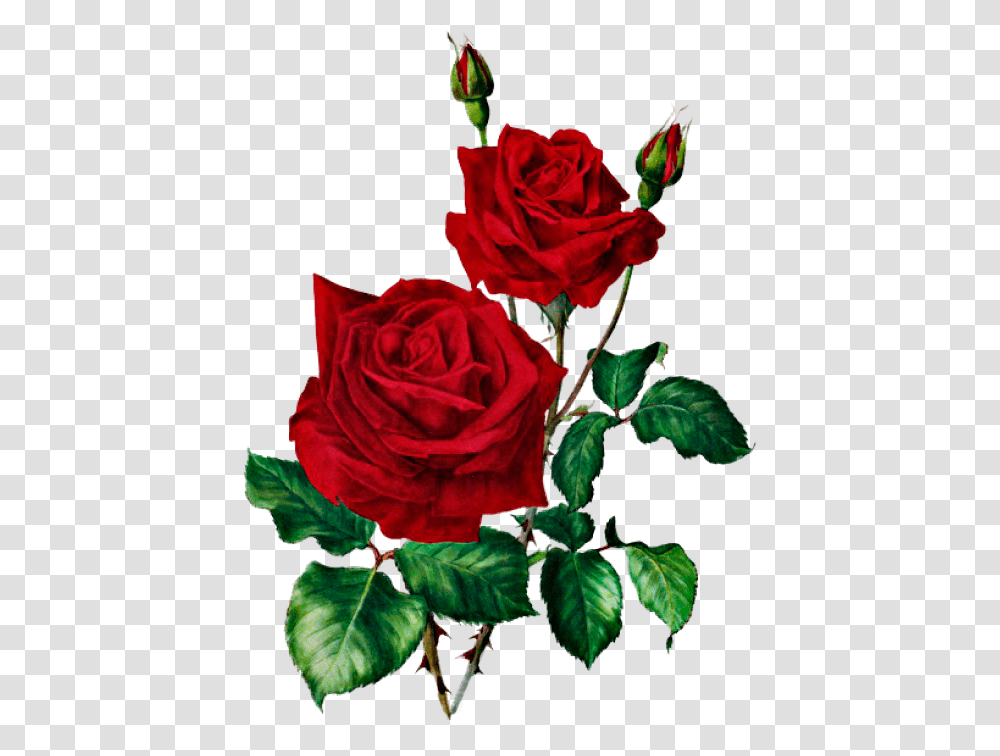 Red Roses Clipart Red Rose Botanical Print, Flower, Plant, Blossom, Petal Transparent Png