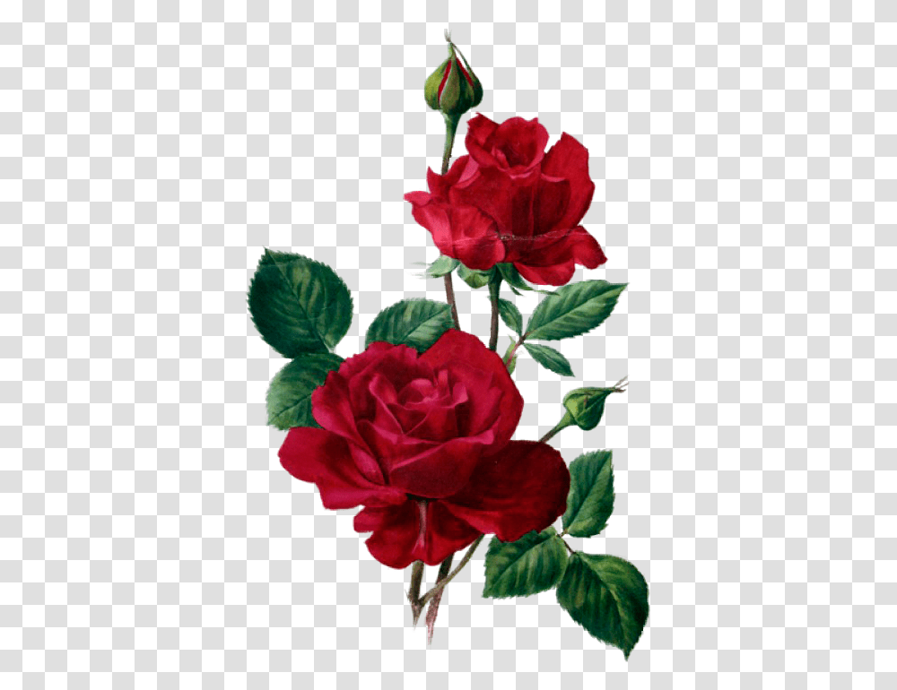 Red Roses Design Flowers Red Roses And Rose, Plant, Blossom, Carnation, Floral Design Transparent Png