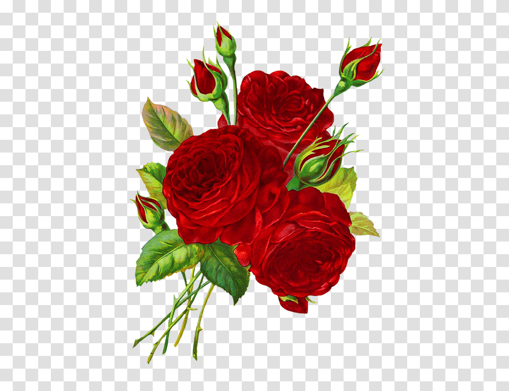 Red Roses Drawing Clipart Rose Rose Images, Plant, Flower, Blossom, Geranium Transparent Png