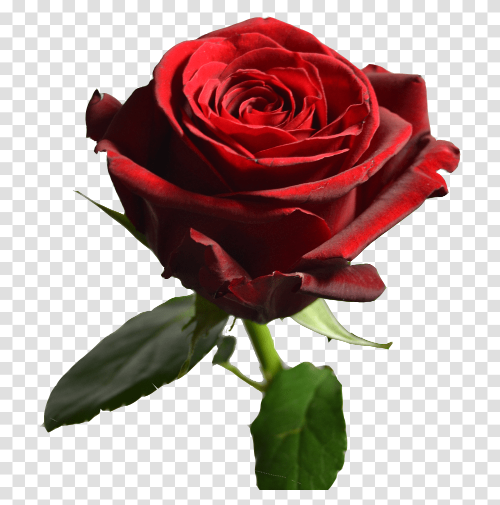 Red Roses Floribunda, Flower, Plant, Blossom Transparent Png