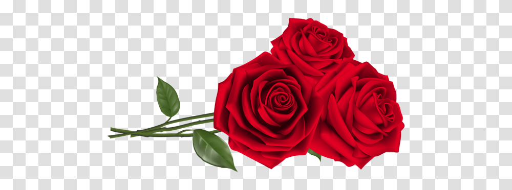 Red Roses, Flower, Plant, Blossom, Petal Transparent Png