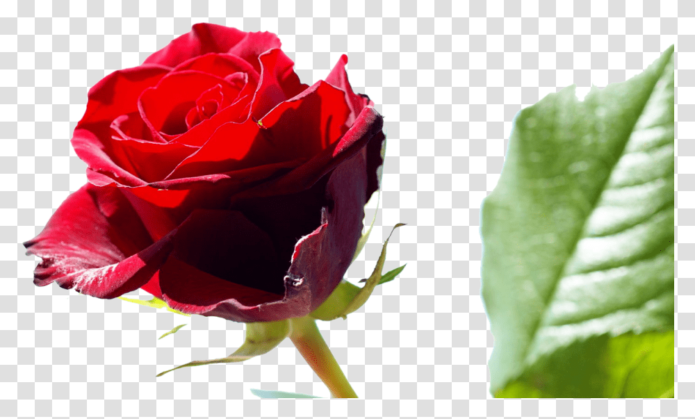 Red Roses Flower Rose Pictures 429png Friendship Day 2018 Images Download, Plant, Blossom Transparent Png
