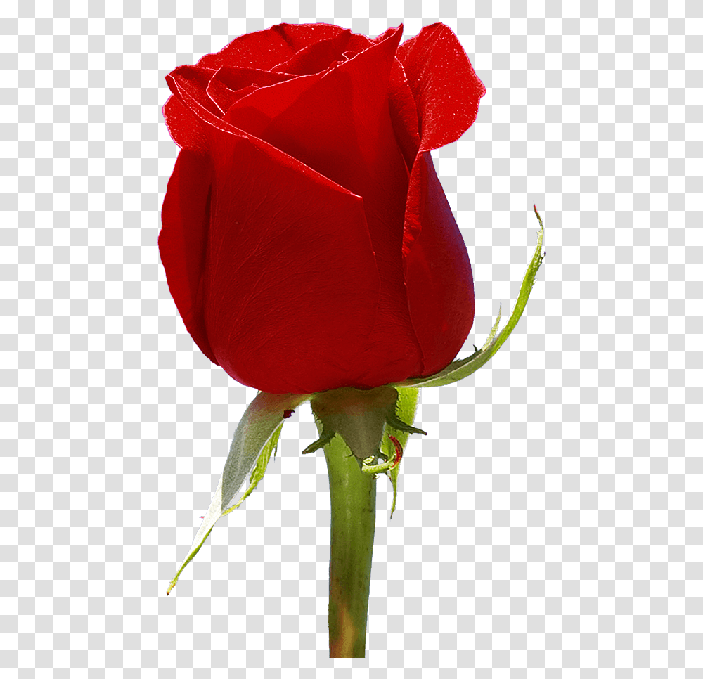 Red Roses For Valentine's Day Flowers Fundraiser Floribunda, Plant, Blossom, Bud, Sprout Transparent Png